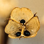 Seeds from Hyacinthoides non-scripta (fruit) (bluebell)