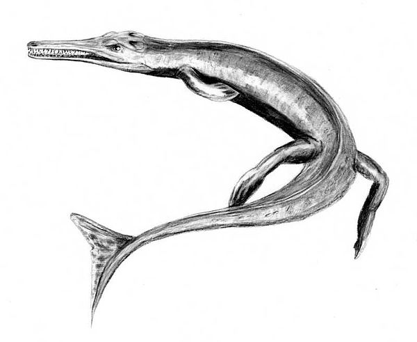 Cricosaurus suevicus