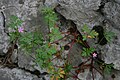 Geranium purpureum