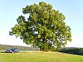 Vorschaubild für Liste der Naturdenkmäler in Rosenthal (Hessen)