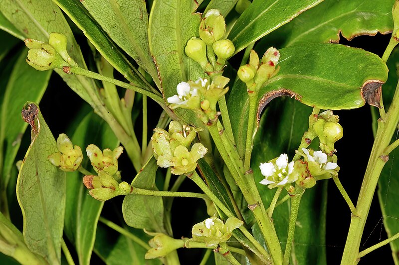 File:Gerrardina foliosa 1DS-II 1876.jpg