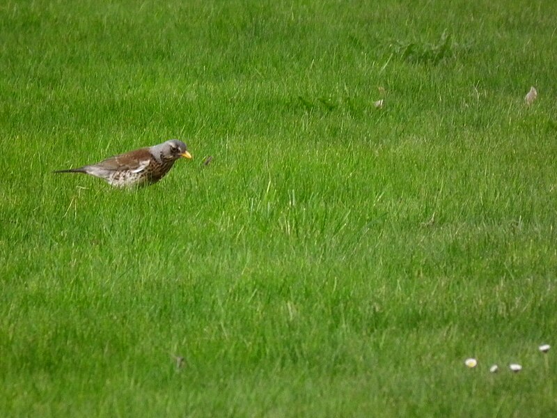 File:Gescheckter Vogel Osthessen April 2012.JPG