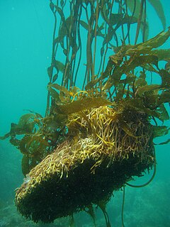 Holdfast (biology) Root-like structure that anchors aquatic sessile organisms, such as seaweed