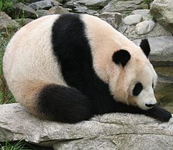 Cjiņlinas lielā panda