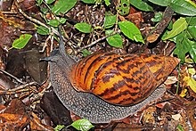 Obří tygr suchozemský šnek (Achatina achatina) .jpg