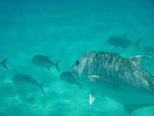 A school of subadult giant trevally in a sandy bay, Hawaii