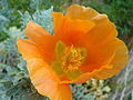 Glaucium - orange flower