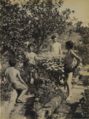 M 0778 B recto. Quattro ragazzi in un giardino. / Four boys in a garden. Cm 16,8x22,8.