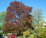 Copper beech