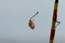 Fishing bait - Wikipedia