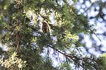 Thumbnail for File:Golden-crowned kinglet - 51370864793.jpg