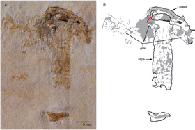 Fóssil de Gondwanagaricites magnificus