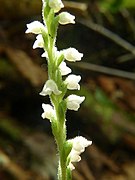 Goodyera tesselata