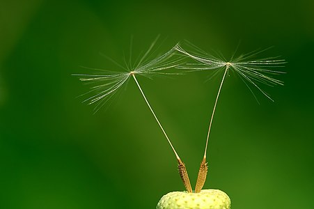 Taraxacum officinale (Common Dandelion)