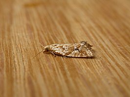 Acleris decolorata