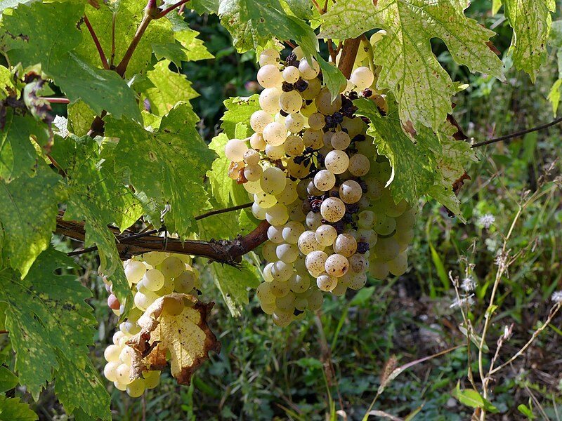 File:Grappes de raisin blanc à Cruet (octobre 2021).JPG