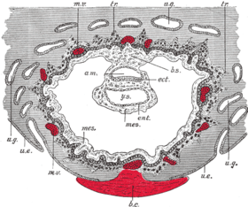 قسم من خلال البويضة جعلهما في الساقط الرحم. Semidiagrammatic. أنا. كيس سلوي. قبل الميلاد. خثرة. بشهادتي البكالوريوس سويقة الجسم. إلخ. أديم ظاهر. الأنف والحنجرة. أديم باطن. مس. أديم متوسط. طبيب بيطري سفن الأمهات. طن تبريد. الأرومة الغاذية. U.e. الرحم ظهارة. U.G. الرحم الغدد. Y.s. الكيس المحي.