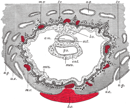 Section through ovum imbedded in the uterine decidua. Semidiagrammatic. am. كيس سلوي. b.c. خثرة. b.s. سويقة الجسم. ect. أديم ظاهر. ent. أديم باطن. mes. أديم متوسط. m.v. Maternal vessels. tr. أرومة مغذية. u.e. Uterine epithelium. u.g. Uterine glands. y.s. كيس محي.