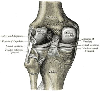 <span class="mw-page-title-main">Coronary ligament of the knee</span>