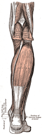 Human leg - Wikipedia