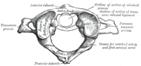Miniatura pro Nosič (anatómia)