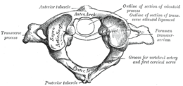 Atlante (anatomia) - Wikipedia