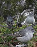 Thumbnail for File:Gray Vireo From The Crossley ID Guide Eastern Birds.jpg