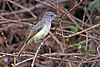 Great crested flycatcher (Myiarchus crinitus).jpg