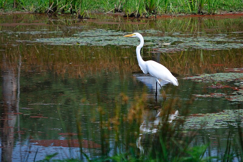 File:Great egret 2 (5967695344) (2).jpg