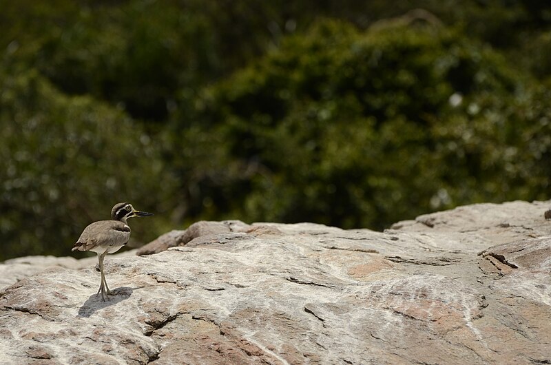 File:Great thick-knee (Esacus recurvirostris) from Ranganathittu Bird Sanctuary JEG4114.JPG