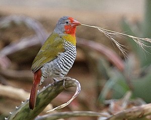 Green-winged Pytilia (Pytilia melba) .jpg