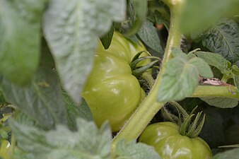 Green Tomatoes.jpg