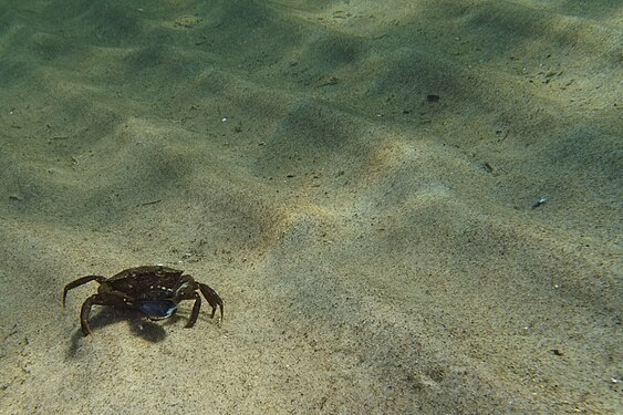 Green shore crab (Carcinus maenas)