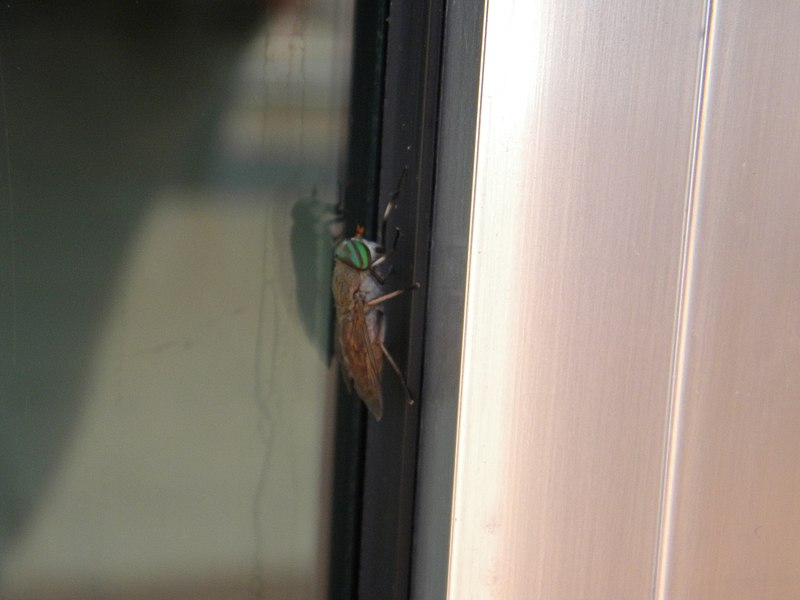 File:Greenhead Horse-Fly (3638415607).jpg