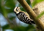 Grey-capped Pygmy Woodpecker Dendrocopos canicapillus IMG 0716 (1).jpg