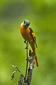 Grey-chinned minivet