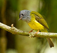 Grey-headed Canary-flycatcher by N.A. Nazeer.jpg