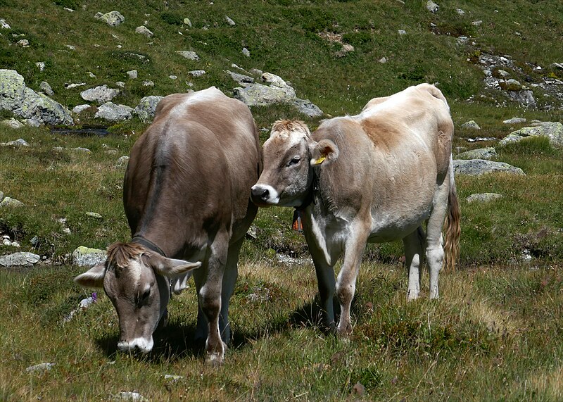 File:Grey cattle.jpg