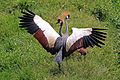 * Nomination Grey crowned crane (Balearica regulorum gibbericeps) mating display, Uganda --Charlesjsharp 12:05, 5 December 2016 (UTC) * Promotion Good quality -- Spurzem 12:20, 5 December 2016 (UTC)