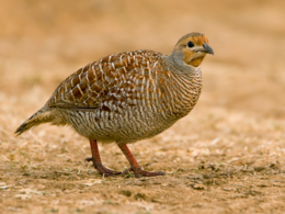 szürke fogolyfürj (Ortygornis pondicerianus)