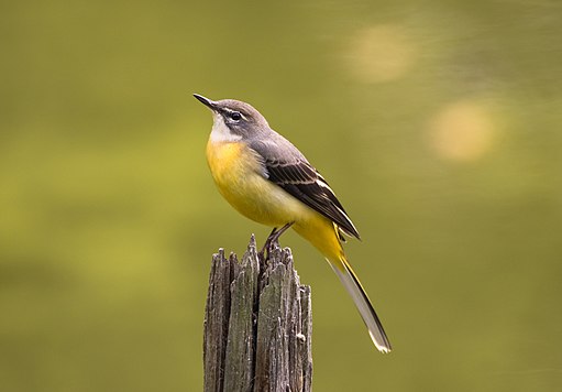 Grey wagtail at Tennōji Park in Osaka, November 2016 - 890