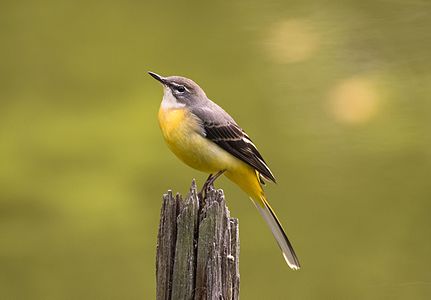 Motacilla cinerea (Grey Wagtail)