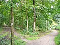 Grunewald - Waldweg (Woodland Paths) - geo.hlipp.de - 42179.jpg