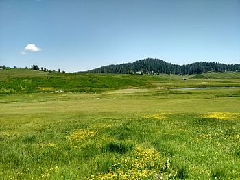 Gulmarg Wildlife Sanctuary.jpg