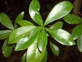 Gymnanthes lucida