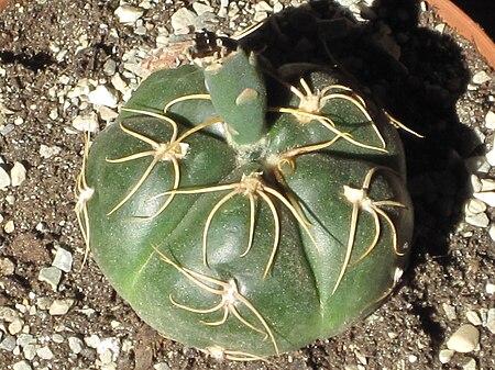 Tập_tin:Gymnocalycium_denudatum_1.JPG