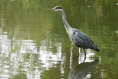 Héron de Bretagne, les "pieds dans l'eau"