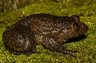 <span class="mw-page-title-main">Spinular night frog</span> Species of amphibian