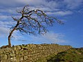 Hadrian's Wall and old tree, Melkridge Common - geograph.org.uk - 1068679.jpg