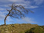 Hadrian's Wall Milecastle and Turret Hadrian's Wall and old tree, Melkridge Common - geograph.org.uk - 1068679.jpg